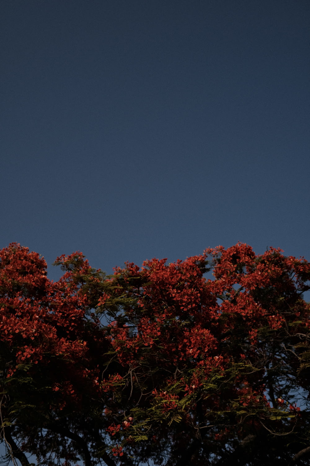 a plane flying over a tree filled with red flowers