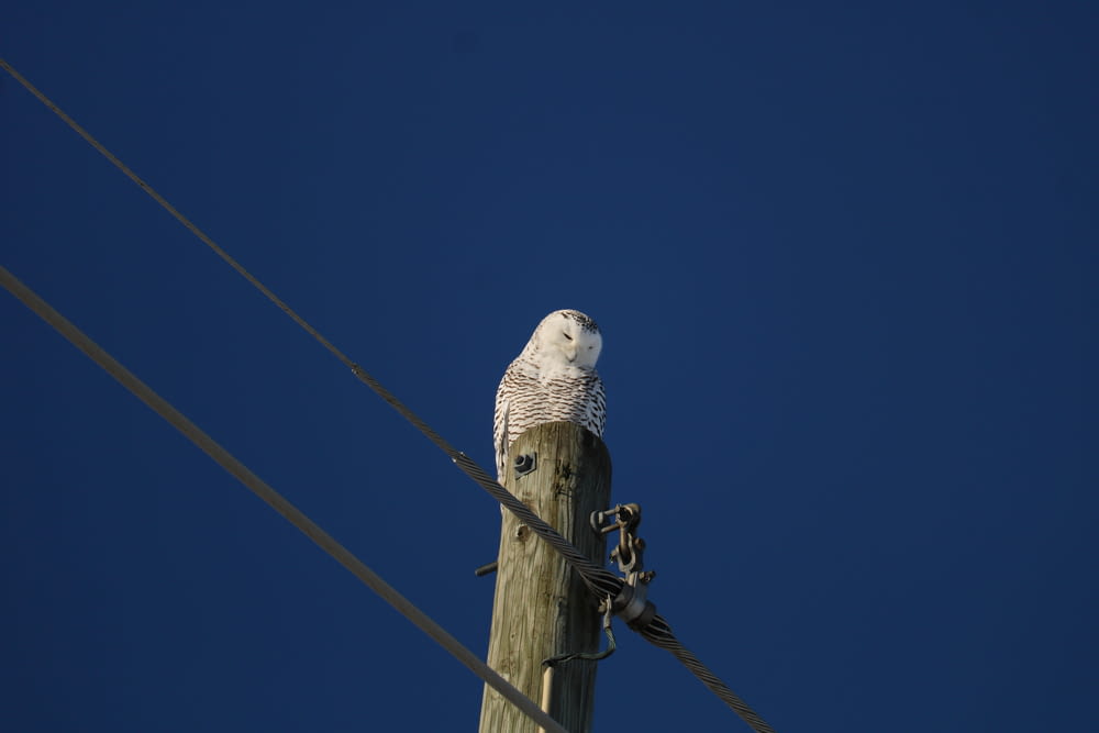 a white owl sitting on top of a wooden pole