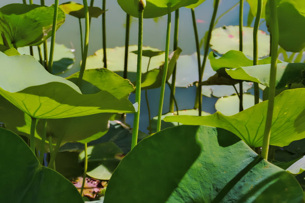 a pond filled with lots of green water lilies