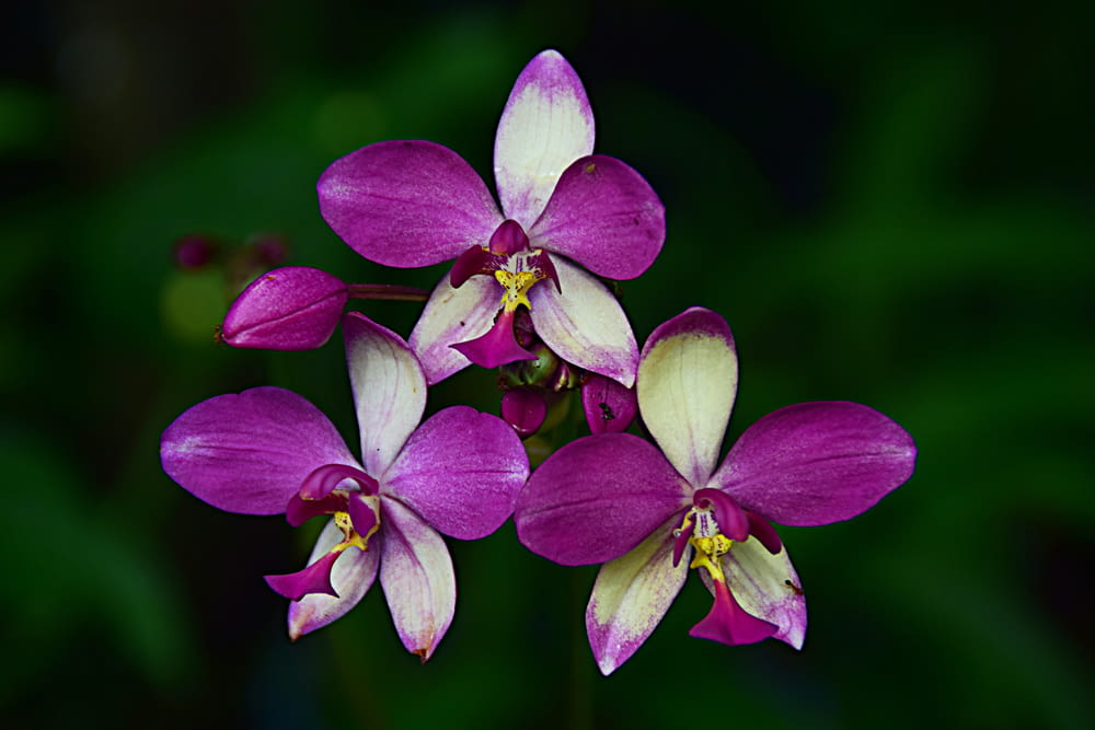three purple and white orchids with green leaves in the background
