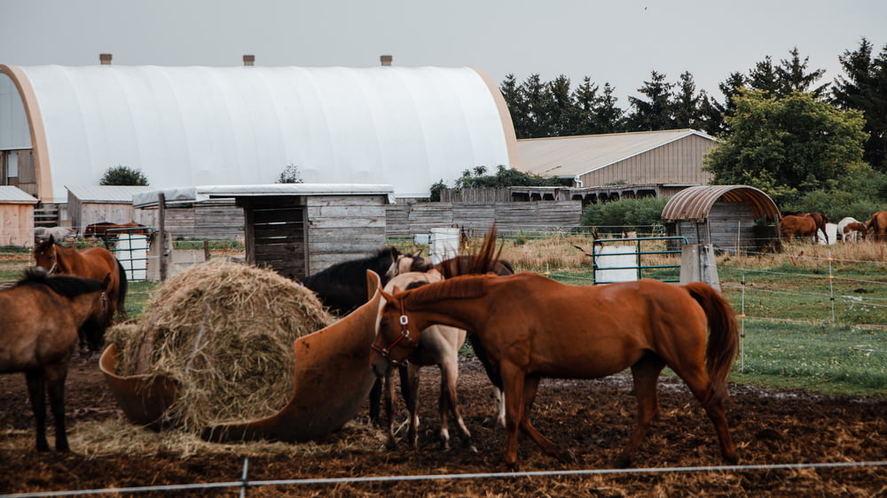 a group of horses eating hay in a pen