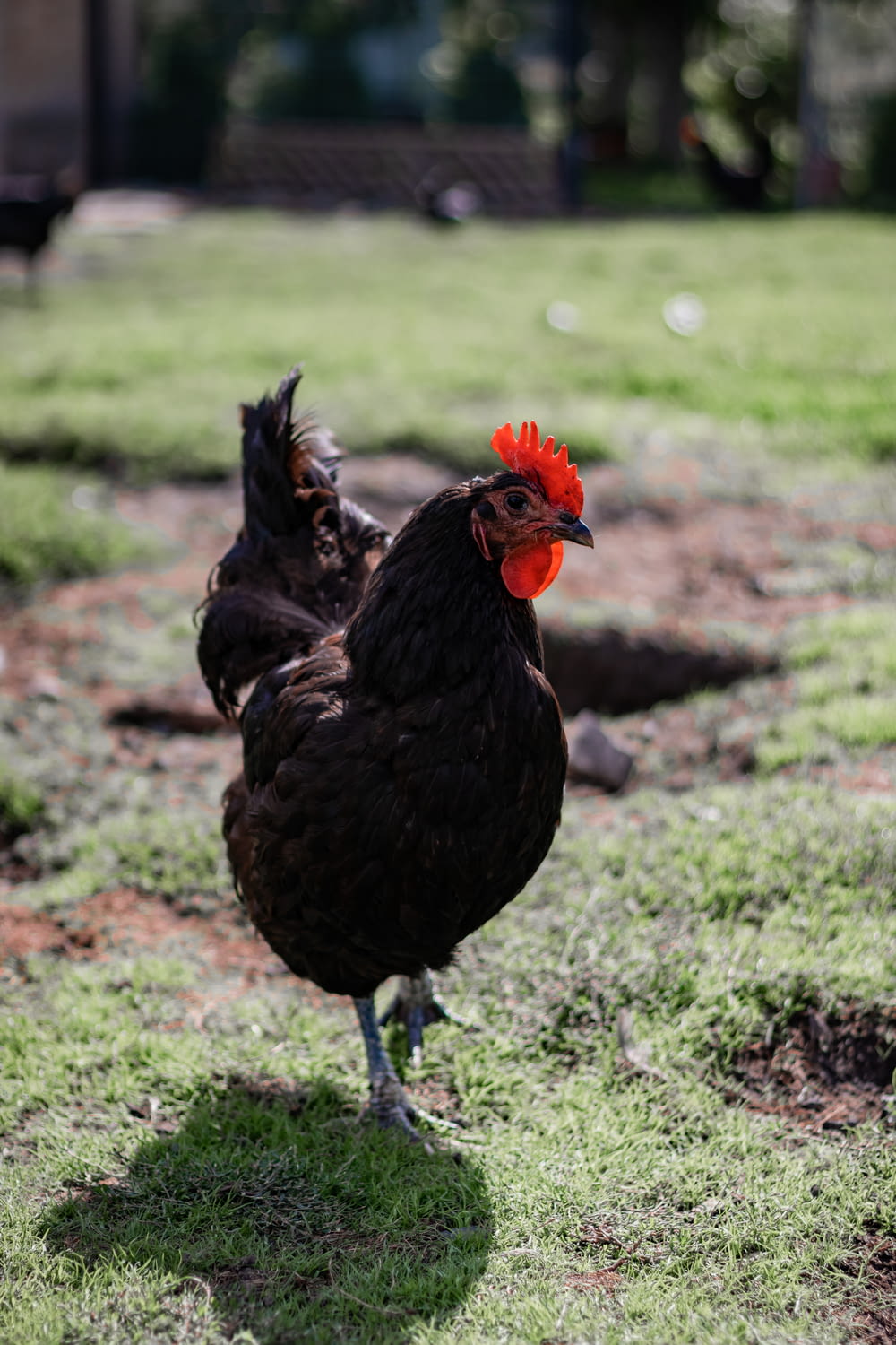 um par de galinhas em pé no topo de um campo verde exuberante