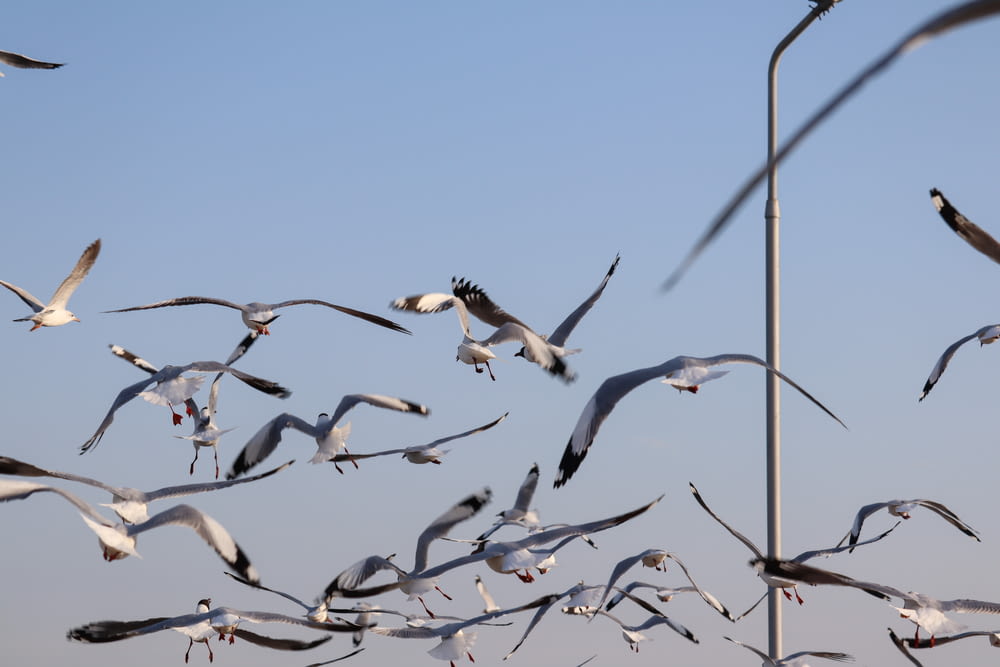 a flock of seagulls flying over a street light