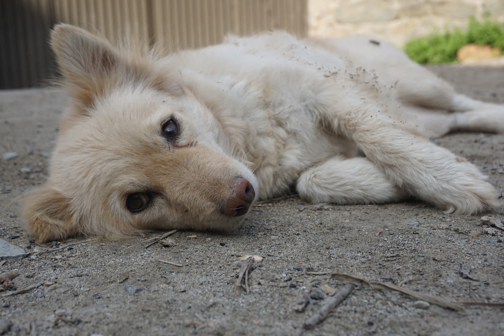 a close up of a dog laying on the ground