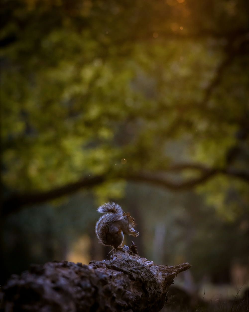 a squirrel sitting on top of a tree stump