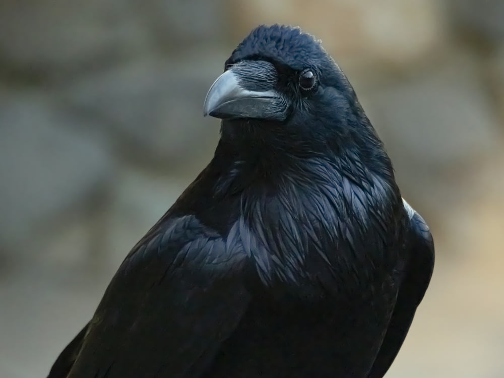 a close up of a black bird with a blurry background
