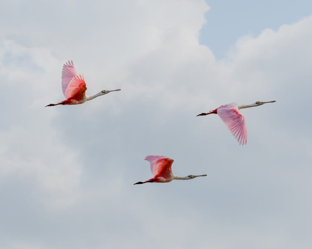 three pink birds flying through a cloudy sky