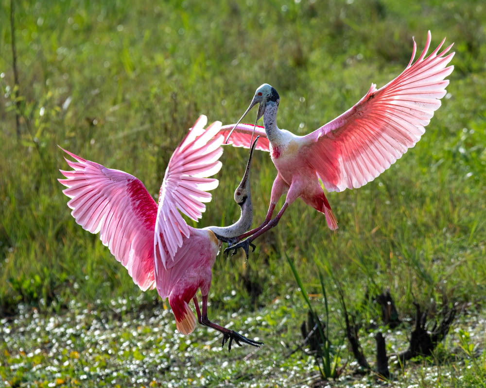 a couple of pink birds standing on top of a lush green field