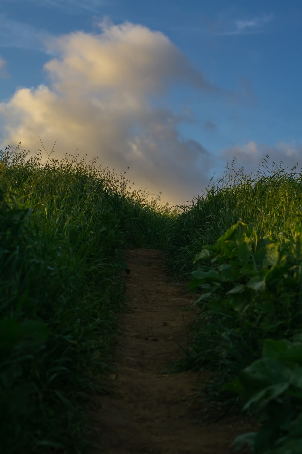 a dirt path in the middle of a grassy field