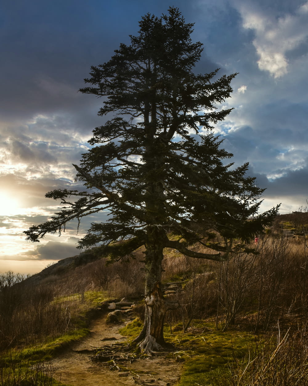 a lone pine tree on a dirt path