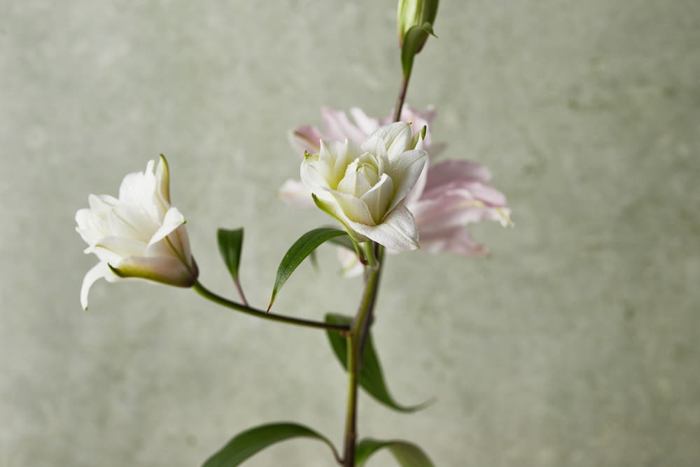 a white and pink flower in a vase