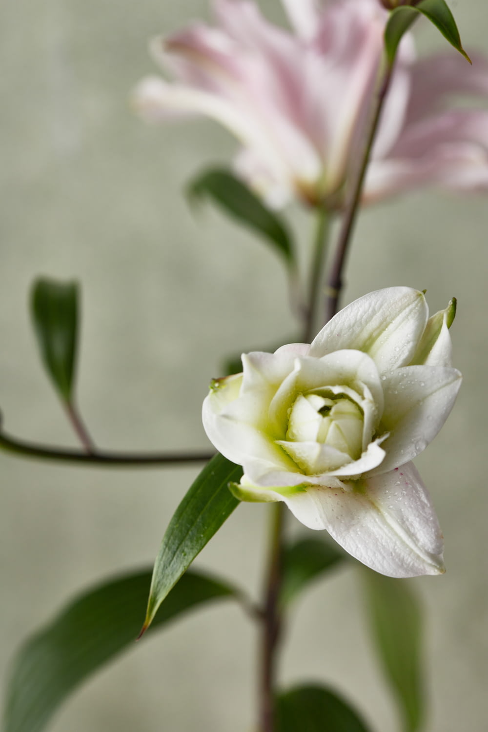 a white and pink flower with green leaves