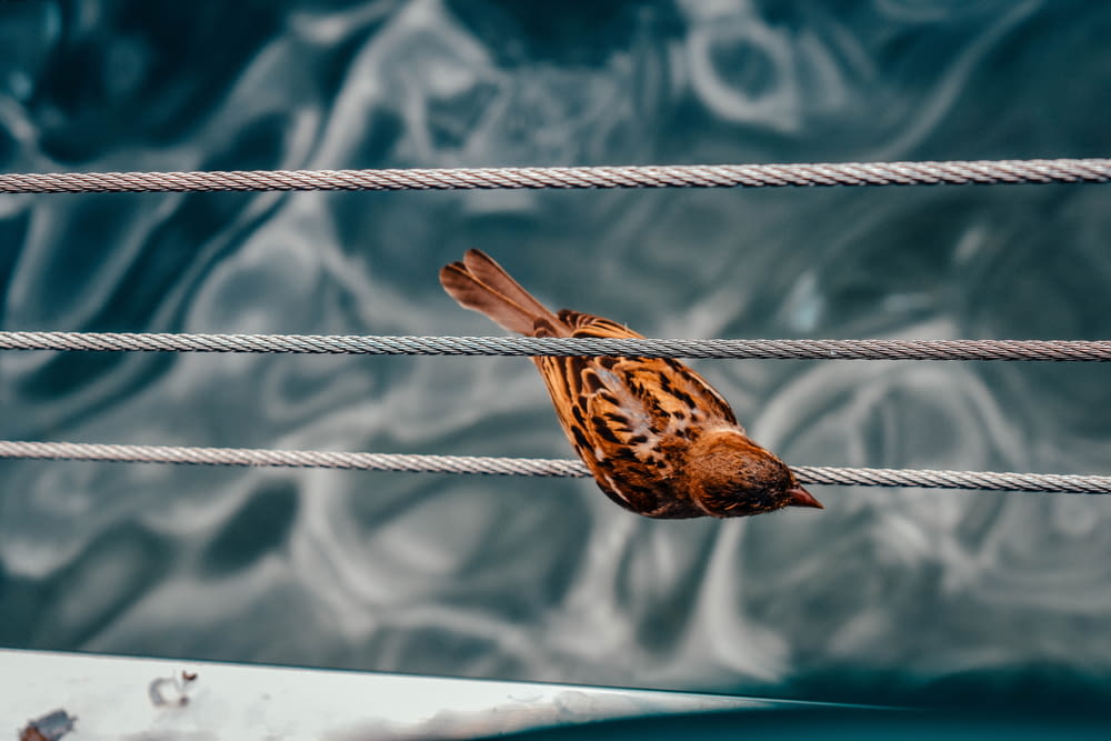 a small bird sitting on a rope near a body of water