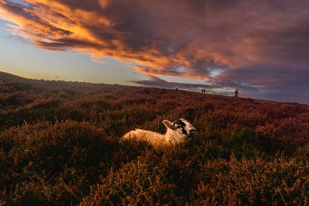 a sheep laying in a field under a cloudy sky