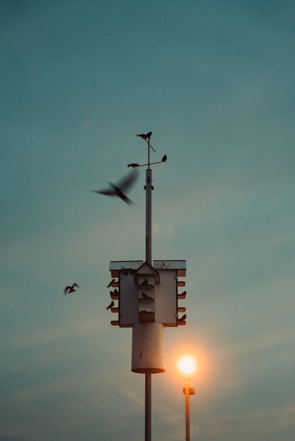 a flock of birds flying over a light pole
