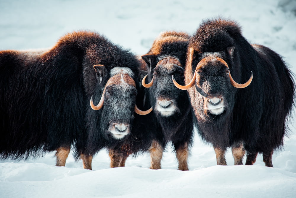 a group of yaks standing in the snow