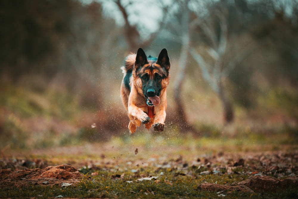 a dog running through a field with trees in the background