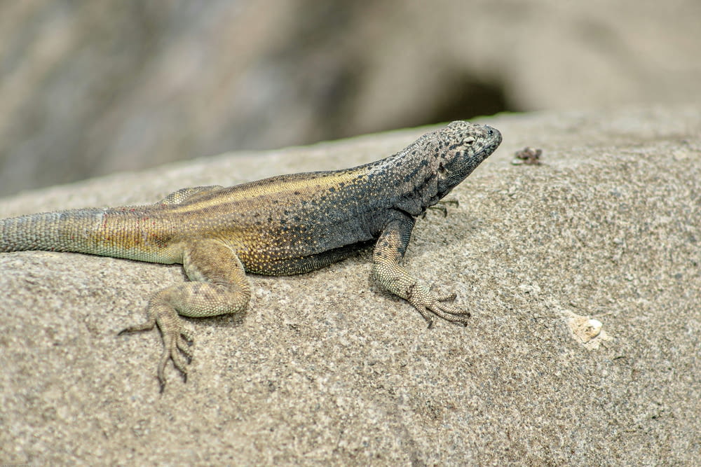 a lizard that is sitting on a rock