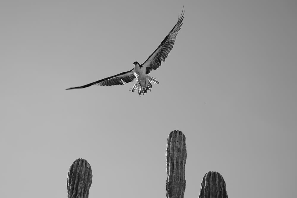 a bird flying over a cactus with a sky background