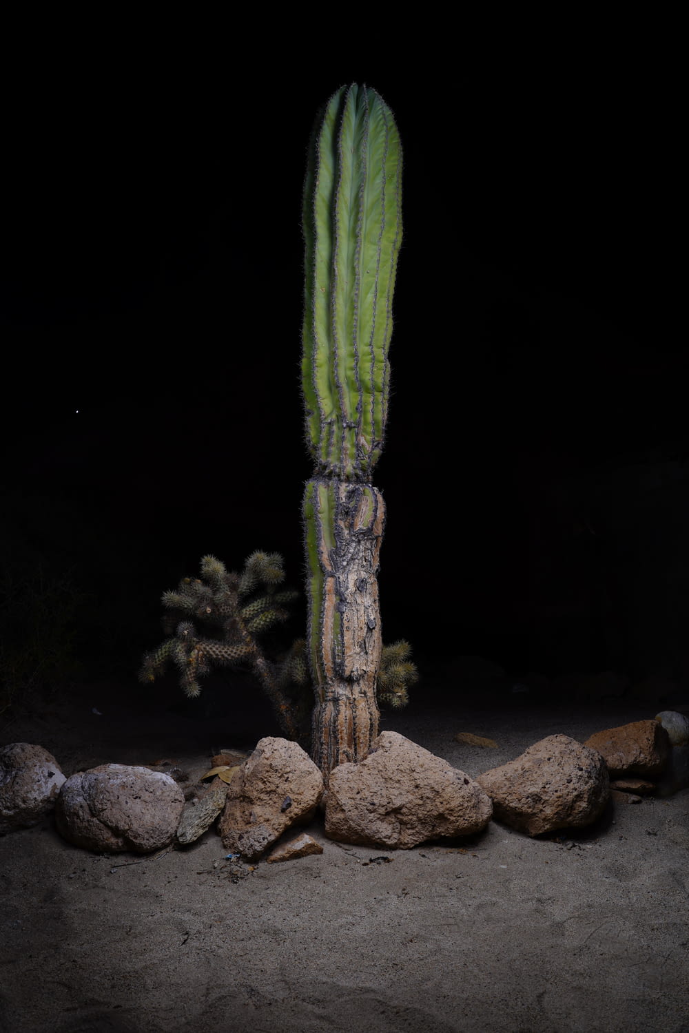a cactus in the dark with rocks around it