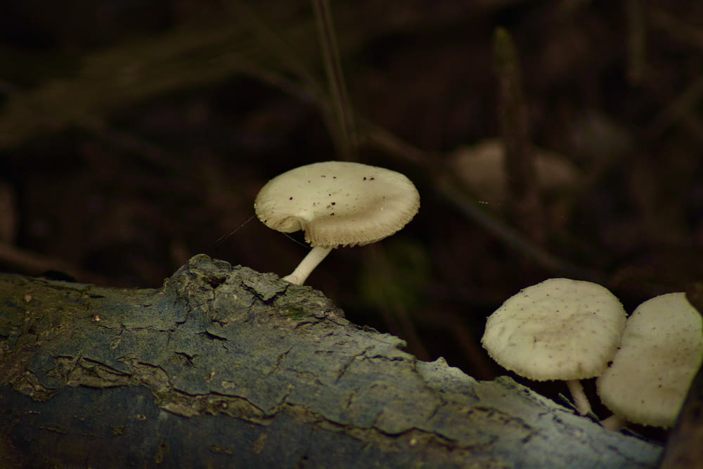 a group of mushrooms sitting on top of a tree branch