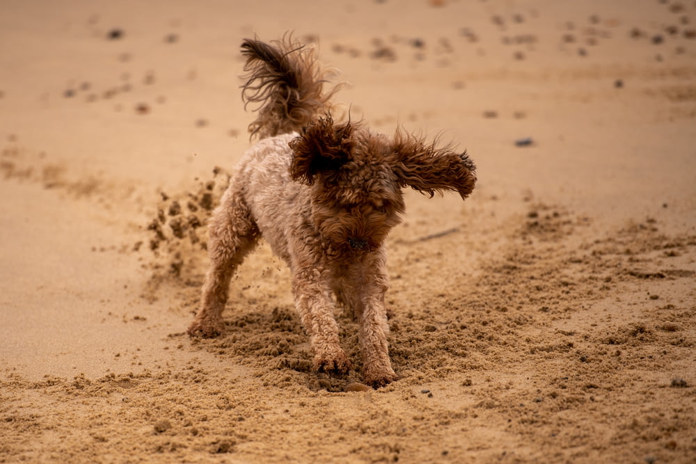 a dog running in the sand on a beach
