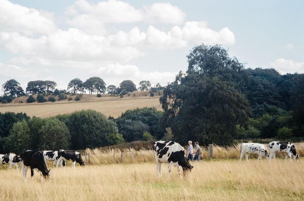 a herd of cows grazing on a dry grass field
