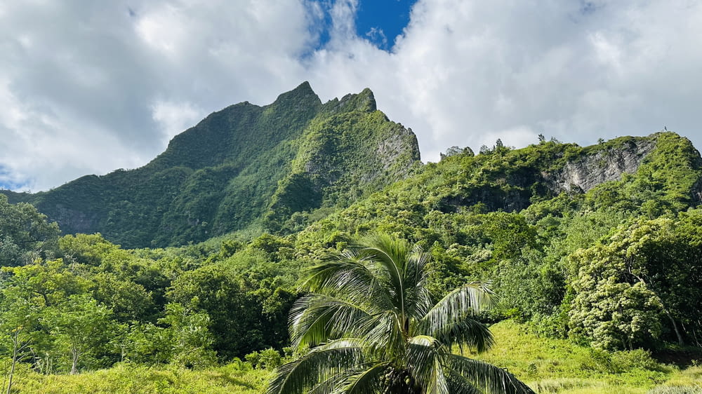 a palm tree in front of a mountain range