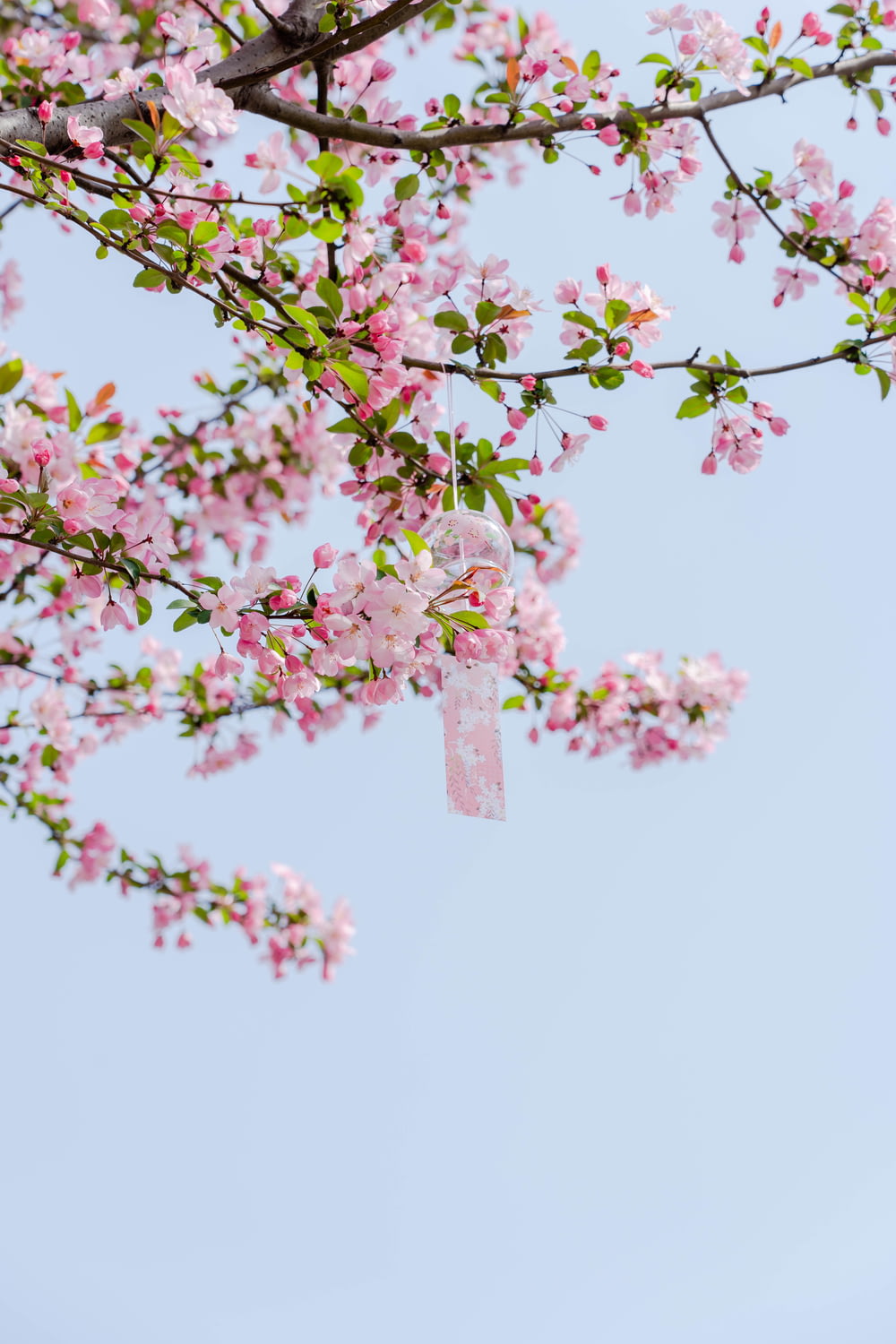 a tree with pink flowers and a clear blue sky
