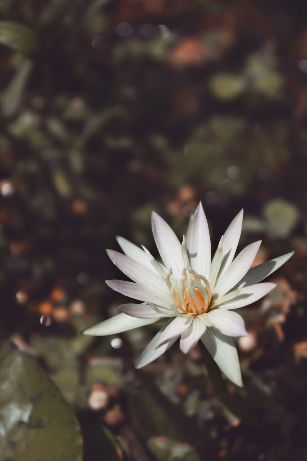 a white flower floating on top of a body of water