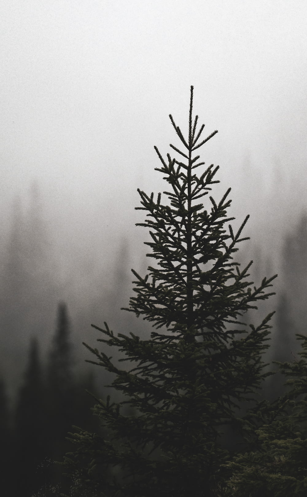 a lone pine tree in a foggy forest