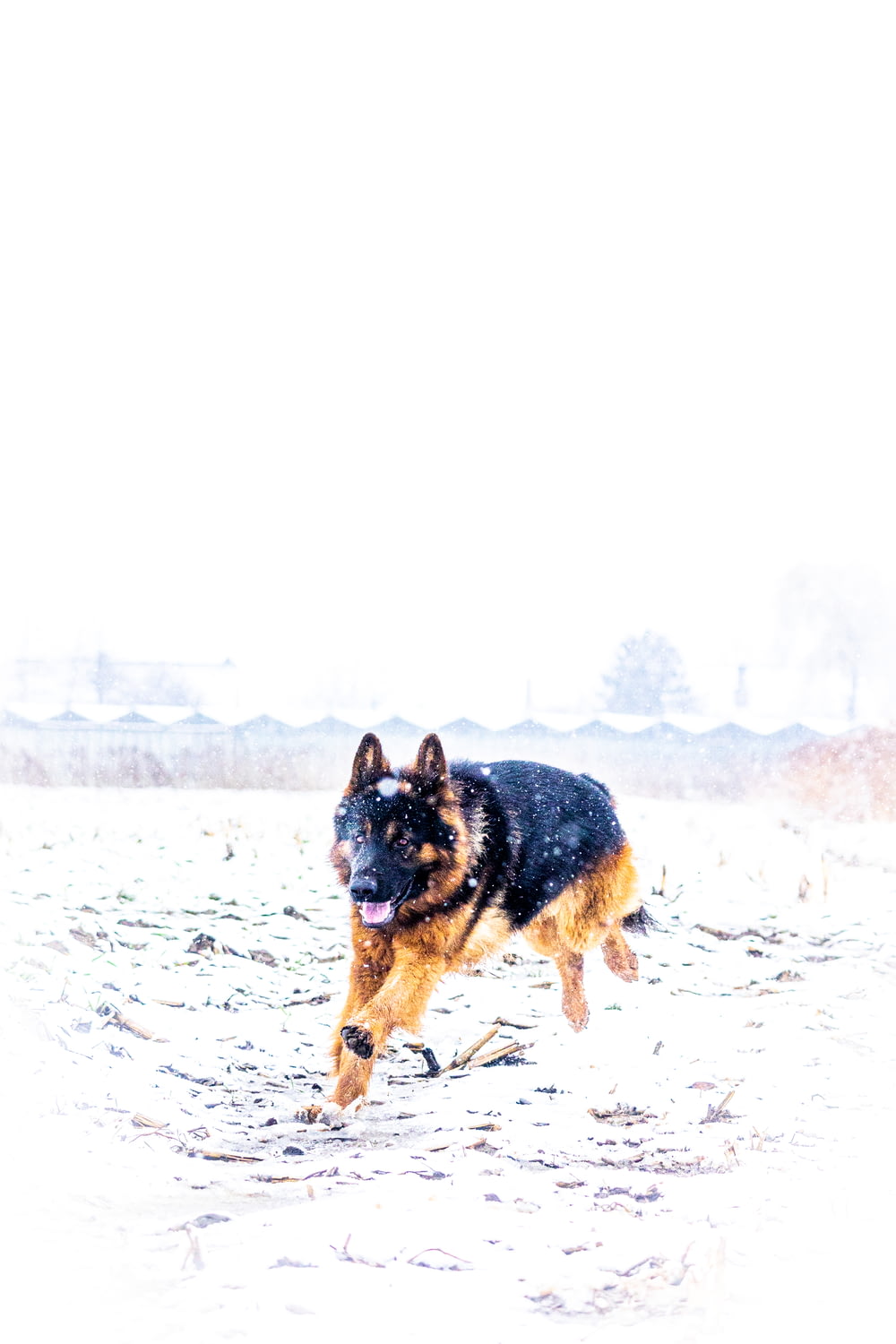 a german shepherd running through the snow