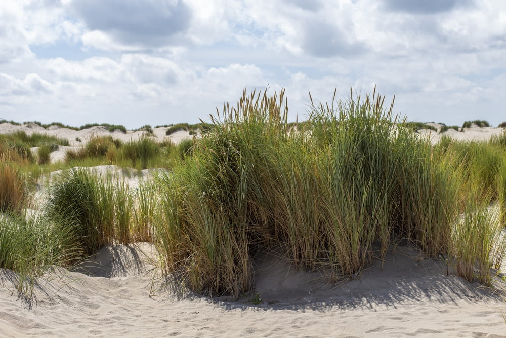 a group of tall grass sitting on top of a sandy beach