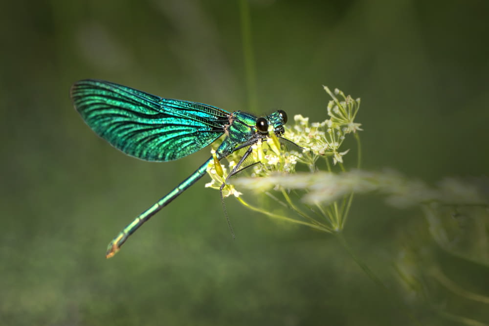 a green dragonfly resting on a flower