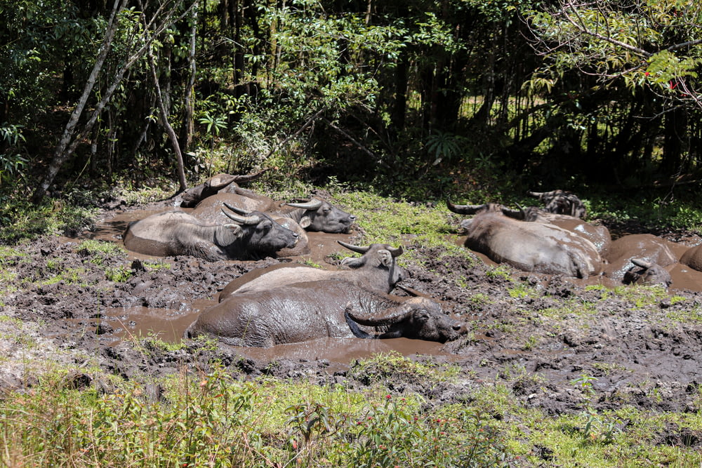 Un troupeau de buffles d’eau pondus dans un champ boueux