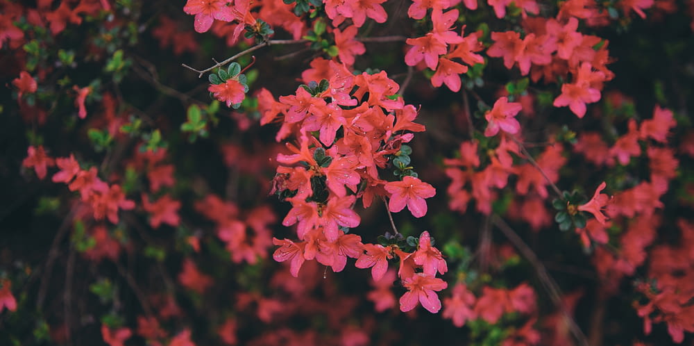 un bouquet de fleurs rouges qui sont sur un arbre