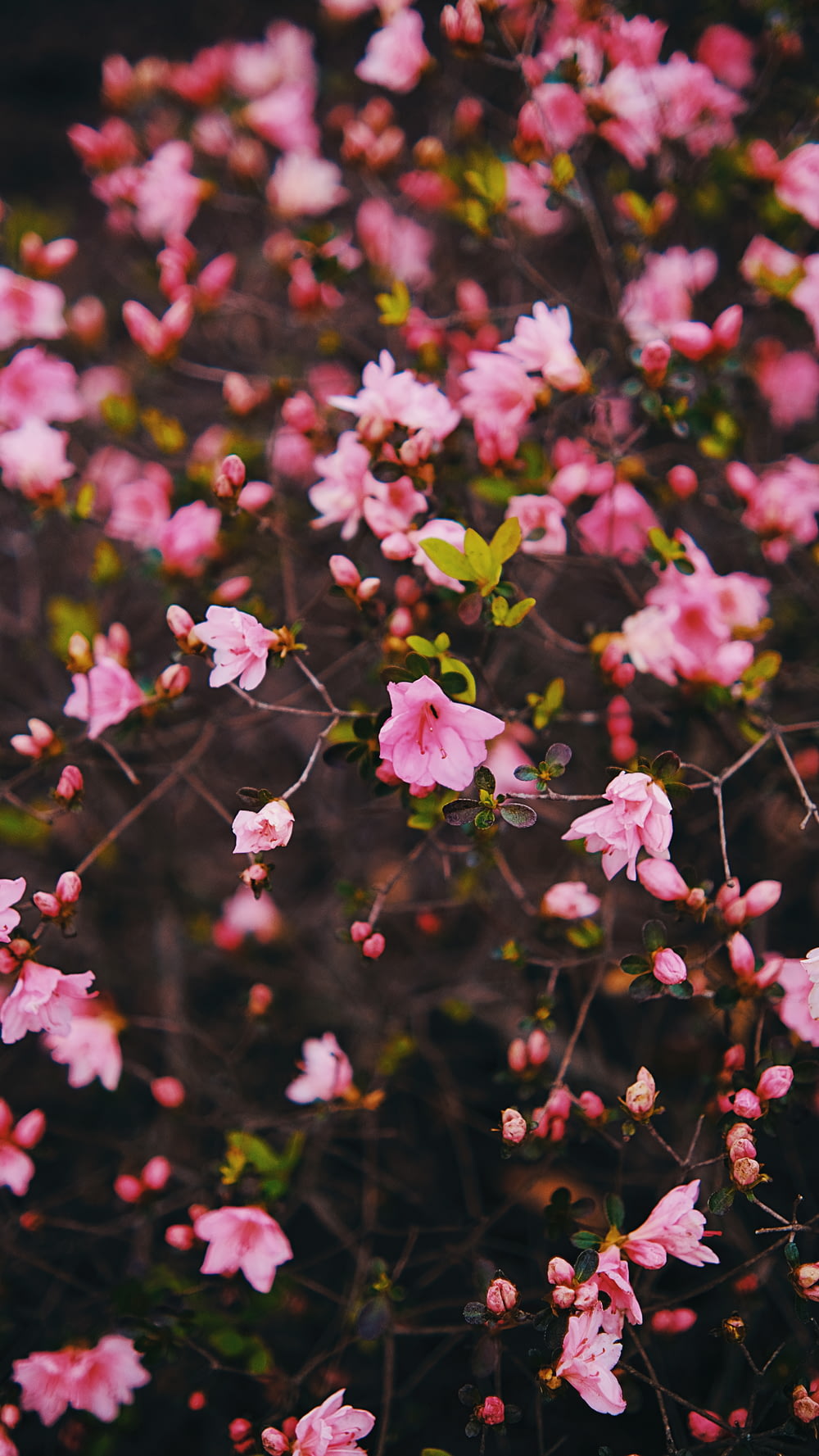 木の上にあるピンクの花の束
