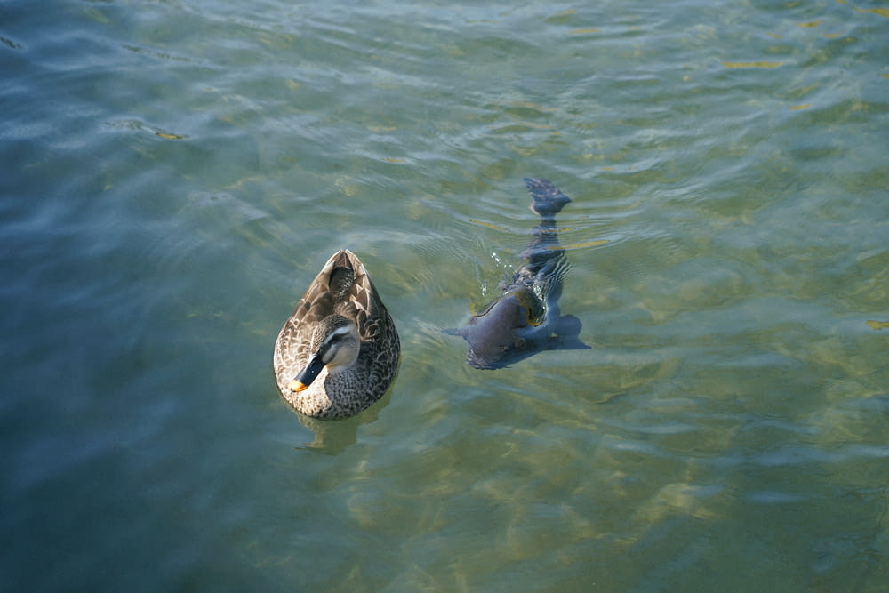 a duck and a fish swimming in the water