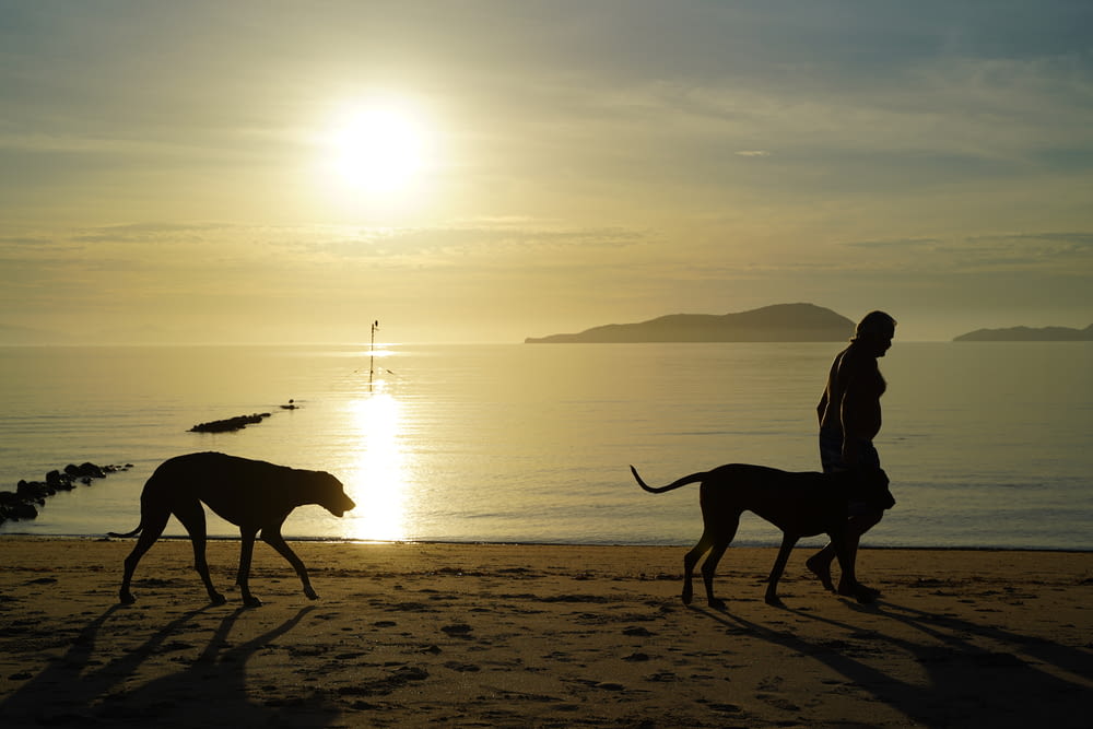 a man walking two dogs on a beach at sunset