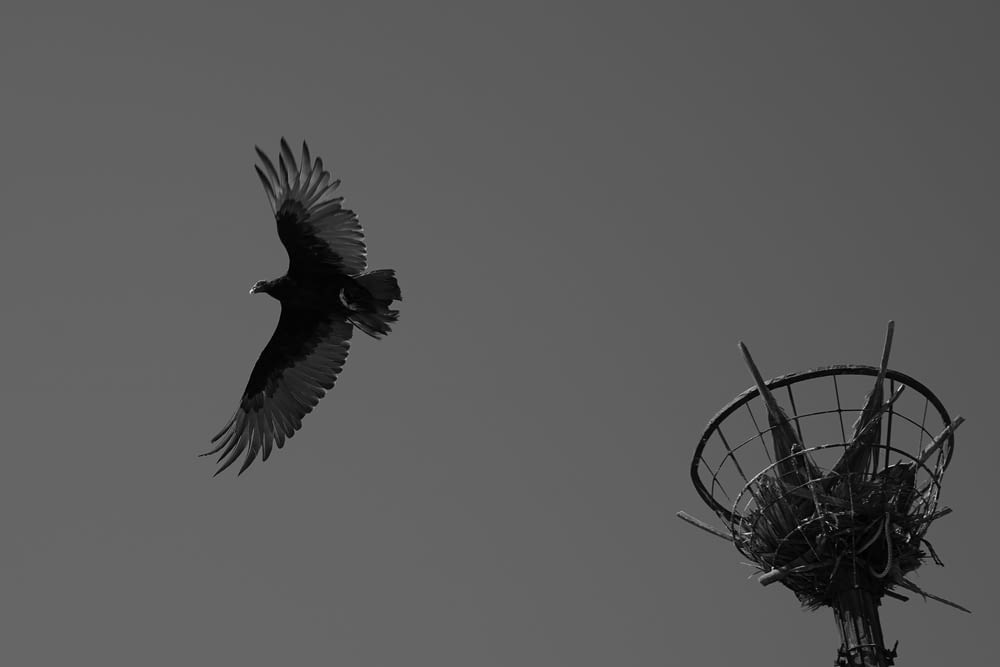 a black and white photo of a bird flying next to a tower