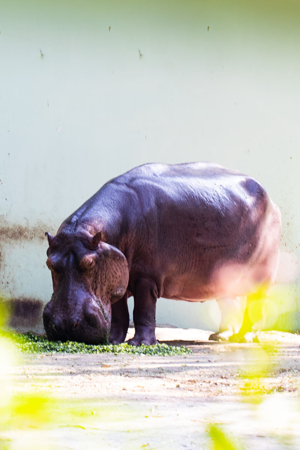 a hippopotamus in a zoo enclosure eating grass
