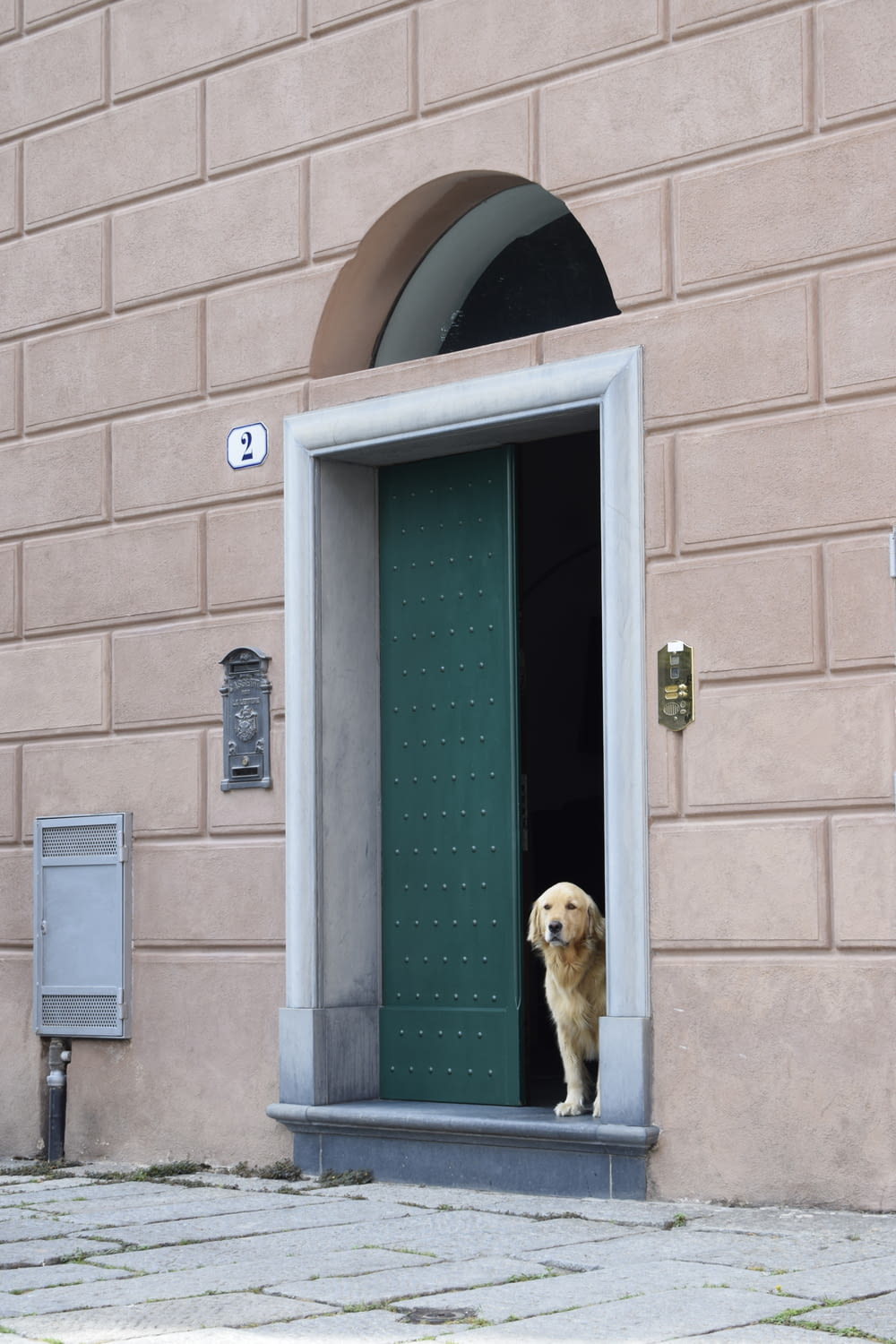 a dog that is looking out of a door