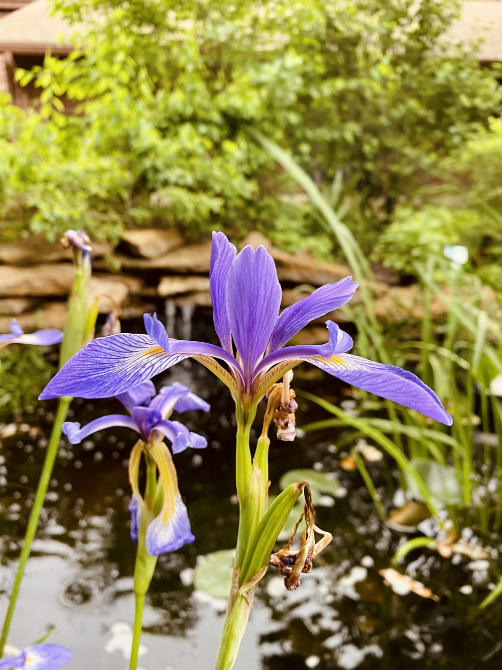 a purple flower in a pond of water