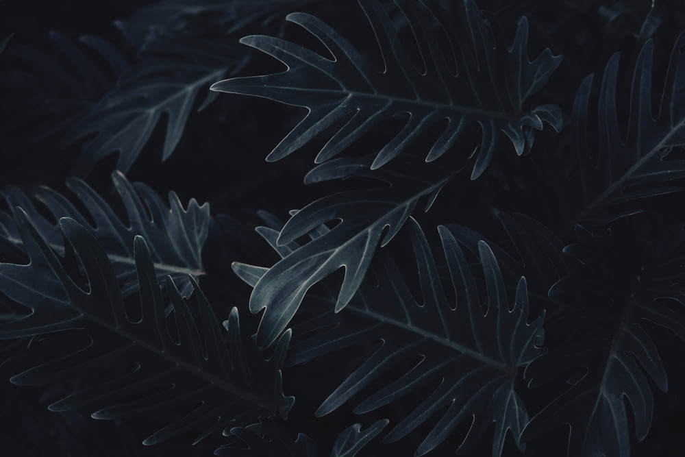 a close up of a leafy plant on a dark background