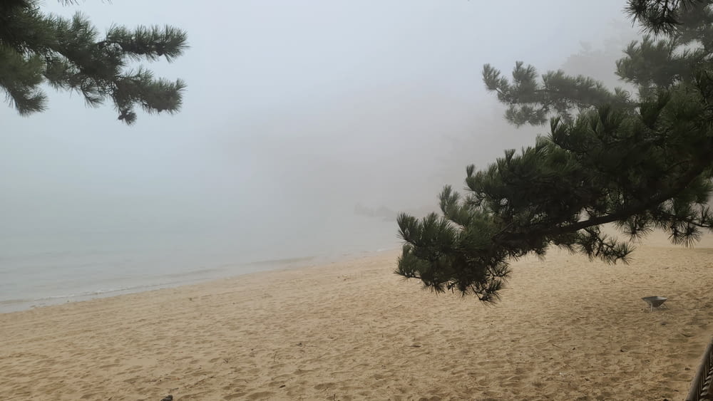 a foggy day on a beach with pine trees