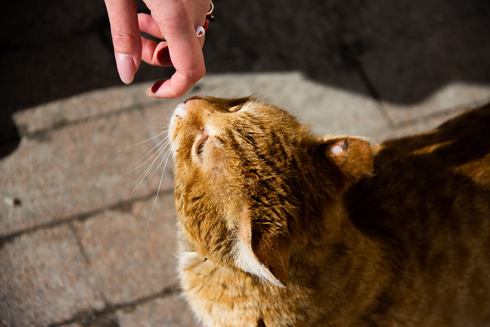 a person reaching out their hand to pet a cat