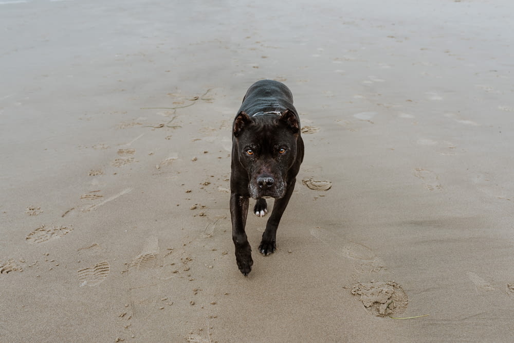 a black dog walking across a sandy beach