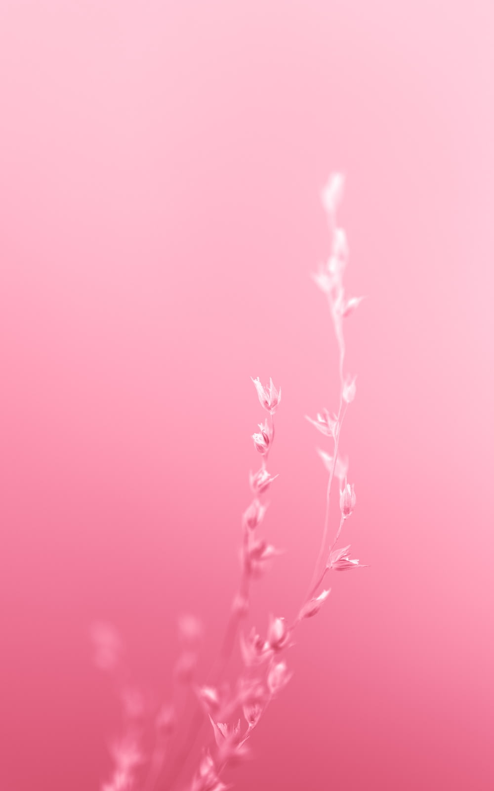 a close up of a plant on a pink background
