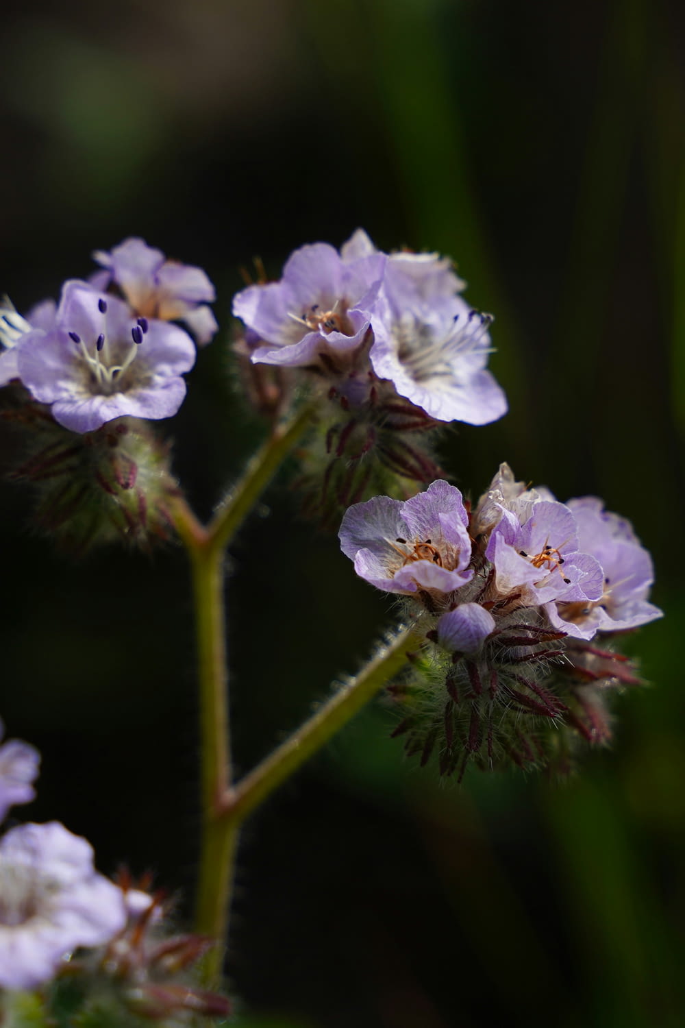 a close up of a small purple flower