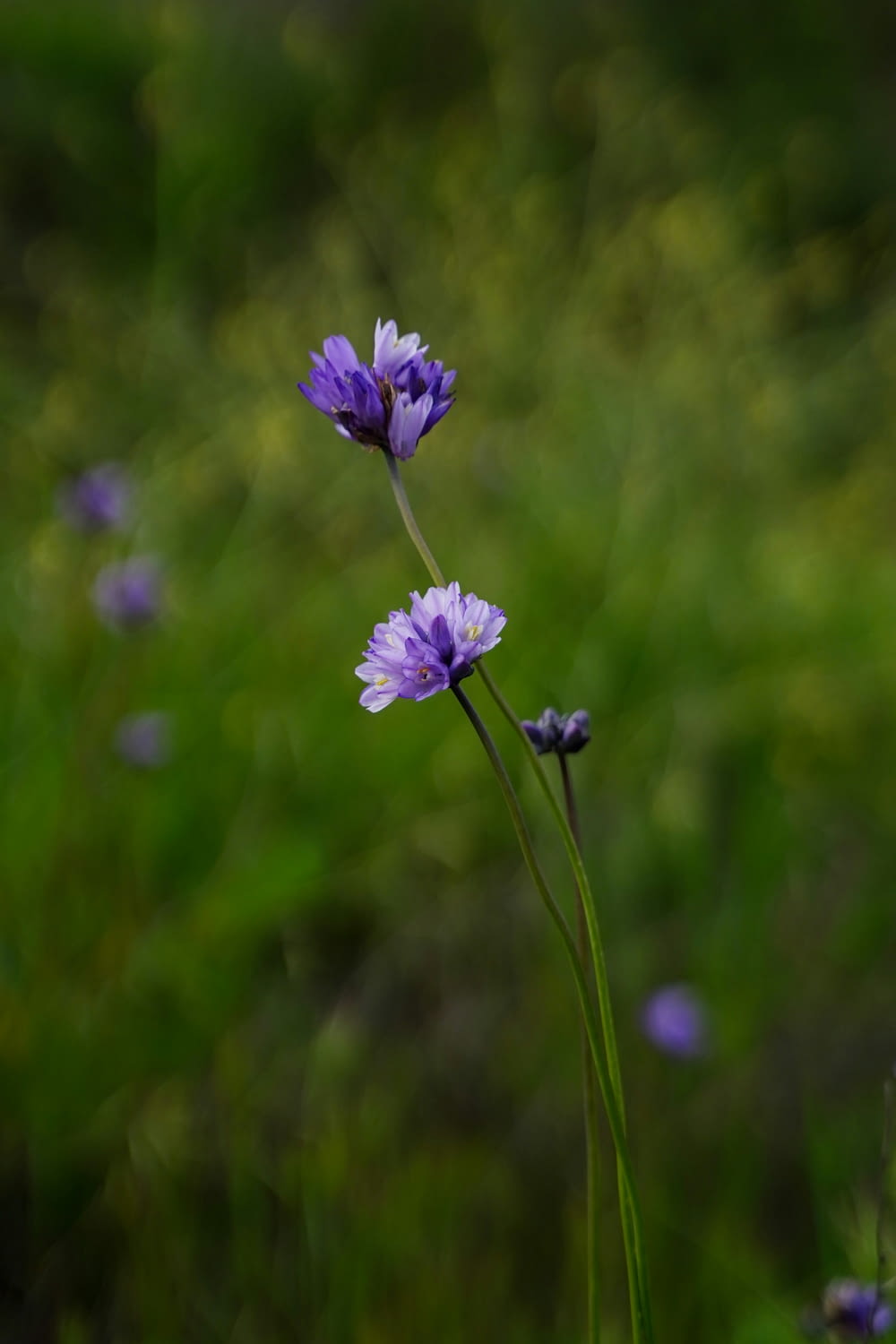 a couple of purple flowers sitting on top of a lush green field